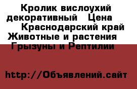 Кролик вислоухий декоративный › Цена ­ 500 - Краснодарский край Животные и растения » Грызуны и Рептилии   
